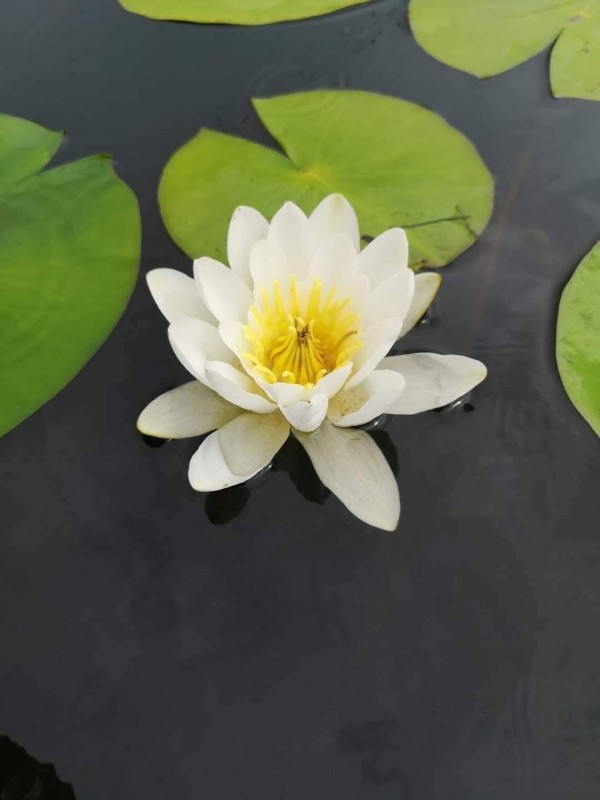 Fotografie oferta cazare Delta Dunarii